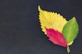 Three autumn elm leaves on grey background Royalty Free Stock Photo