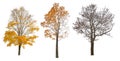 Three autumn large maple tree isoalted on white Royalty Free Stock Photo