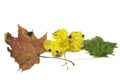 Three autumn leaves Royalty Free Stock Photo