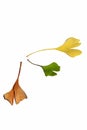Three autumn leaves of Ginkgo Biloba tree on white background Royalty Free Stock Photo