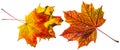 Three autumn leaves