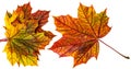 Three autumn leaves Royalty Free Stock Photo