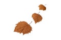 Three autumn leaves isolated on white. Transparent png additional format Royalty Free Stock Photo