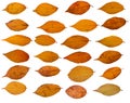 Collection of yellow sakura leaves on a white background