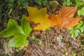 Three autumn leaves one green one yellow and one brown