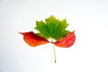 Three autumn leaves. One green-yellow maple leaf between two red leaves of wild decorative grapes isolated on white background. Royalty Free Stock Photo