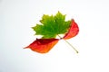 Three autumn leaves. One green-yellow maple leaf between two red leaves of wild decorative grapes isolated on white background. Royalty Free Stock Photo