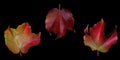Three autumn leaves one wrong Royalty Free Stock Photo