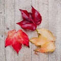 Three autumn leaves Royalty Free Stock Photo