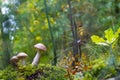 Three autumn Leccinum mushrooms grows