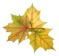 Three autumn maple leaves of different colors on a white backgro Royalty Free Stock Photo