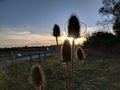 Five teazel seed heads, dipsacus fullonum, against setting sun. Royalty Free Stock Photo