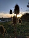 Five teazel seed heads, dipsacus fullonum, against low setting sun. Royalty Free Stock Photo