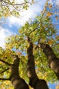 Three autumn trees