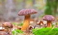 Three autumnal mushrooms in forest Royalty Free Stock Photo