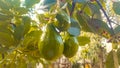 the three avocado fruit on the tree in the sunnydays Royalty Free Stock Photo
