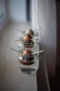 Three avocado seed in a glass with water first growth stage of the avocado plant Royalty Free Stock Photo