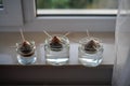 Three avocado seed in a glass with water first growth stage of the avocado plant Royalty Free Stock Photo