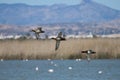 Three Aythya ferina ducks in flight with landscape