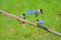 Azure-winged Magpie