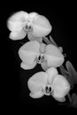 Three B&W Orchid Blooms in a row Royalty Free Stock Photo