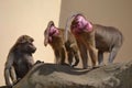 Three baboons monkey on rocks