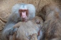 Three baboons papio sitting close together