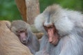 Three baboons papio sitting together