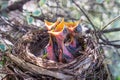 Three baby birds in a nest with beaks wide open waiting to be fe