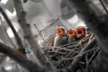 Three baby birds are sitting in a nest, one of which is eating Royalty Free Stock Photo