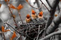 Three baby birds are sitting in a nest, one of which is eating Royalty Free Stock Photo