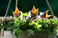 Baby birds with their mouths open looking for their mom bird with food in a hanging basket Royalty Free Stock Photo