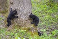 Three baby Black Bear Cubs playing with each other.