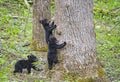 Three baby Black Bear Cubs headed up a tree. Royalty Free Stock Photo