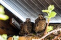 Three baby blackbirds sitting next to their nest. At this point they are close to leave and can nearly fly on their own. High qual