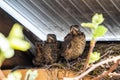 Three baby blackbirds sitting next to their nest. At this point they are close to leave and can nearly fly on their own. High qual