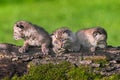 Three Baby Bobcats (Lynx rufus) Lined up on Log