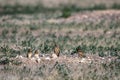 An adult Burrowing Owl and three babies stand outside their nest burrow in southern Colorado Royalty Free Stock Photo