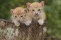 Three baby cats are resting on a dry tree trunk. Royalty Free Stock Photo