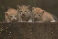 Three baby cats are resting on a dry tree trunk. Royalty Free Stock Photo