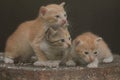 Three baby cats are resting on a dry tree trunk. Royalty Free Stock Photo