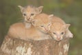 Three baby cats are resting on a dry tree trunk. Royalty Free Stock Photo