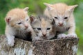 Three baby cats are resting on a dry tree trunk. Royalty Free Stock Photo
