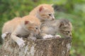 Three baby cats are resting on a dry tree trunk. Royalty Free Stock Photo