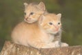 Three baby cats are resting on a dry tree trunk. Royalty Free Stock Photo