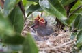 Baby birds in nest, Georgia USA Royalty Free Stock Photo