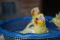 Three baby cockatiels waiting for the feed