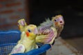 Three baby cockatiels waiting for the feed