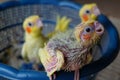 Three baby cockatiels waiting for the feed