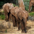 Three baby elephants are going to each other. Africa. Kenya. Tanzania. Serengeti. Maasai Mara. Royalty Free Stock Photo